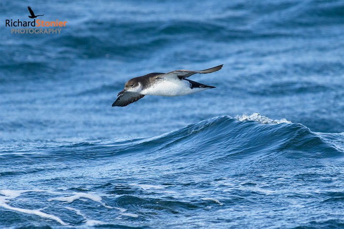 Manx Shearwater