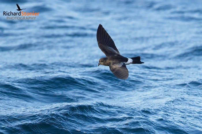 Wilson's Petrel