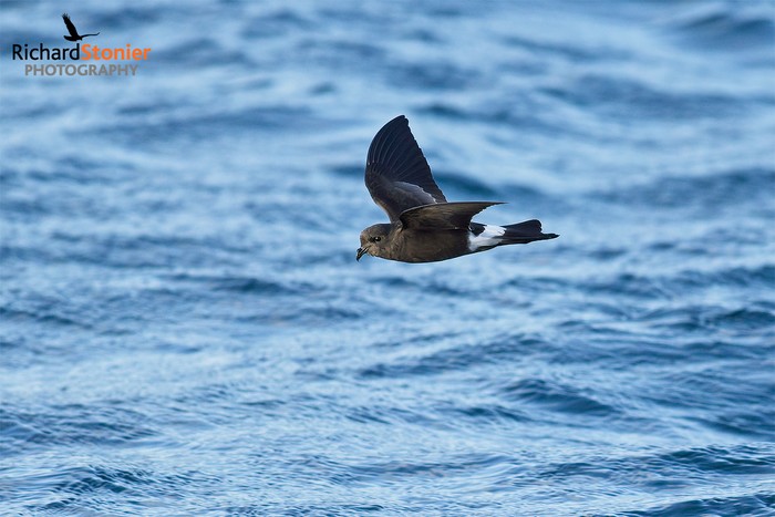 Wilson's Petrel