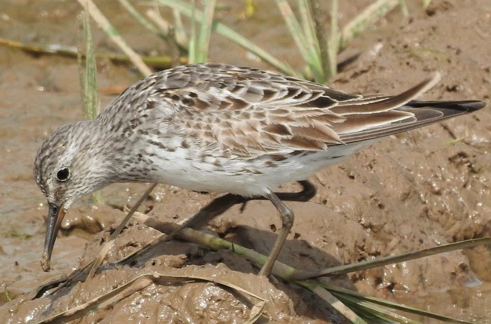 White-rumped Sandpiper