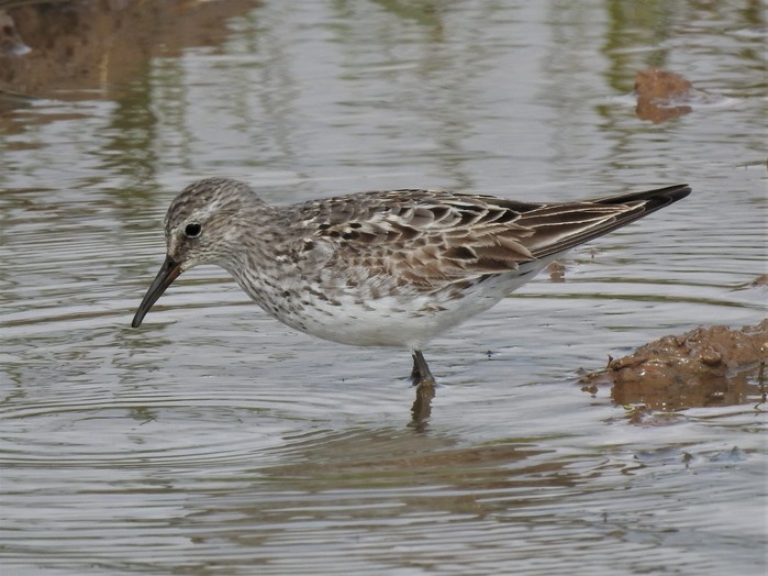 White-rumped Sandpiper