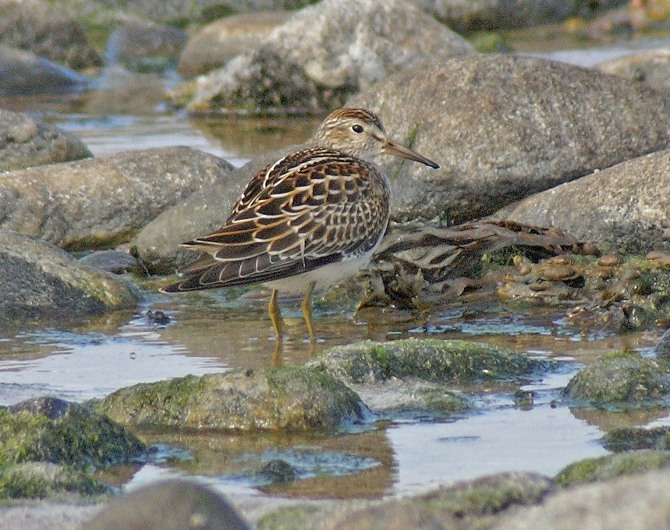 Pectoral Sandpiper