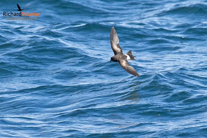 Wilson's Petrel