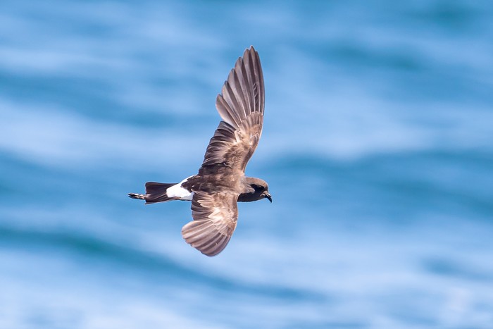Wilson's Petrel