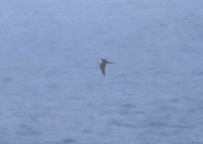 Long-tailed Skua