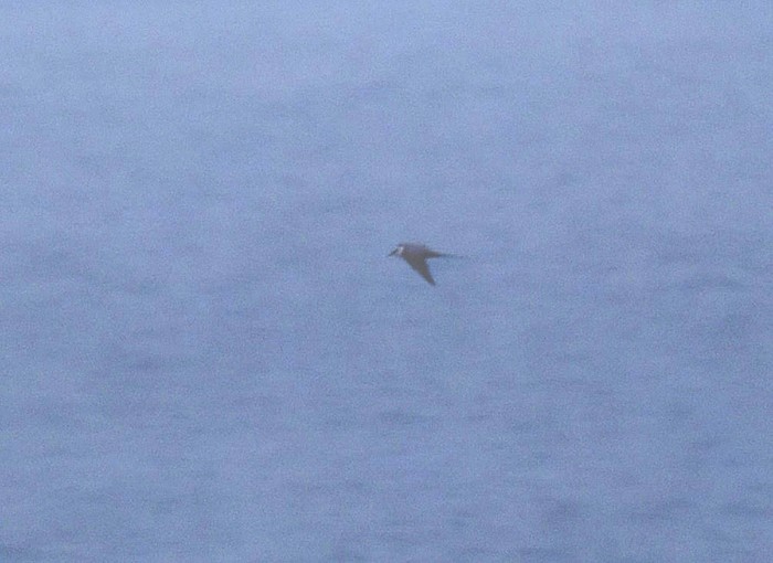 Long-tailed Skua