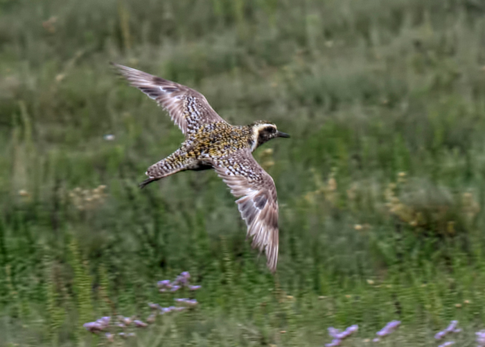 Pacific Golden Plover