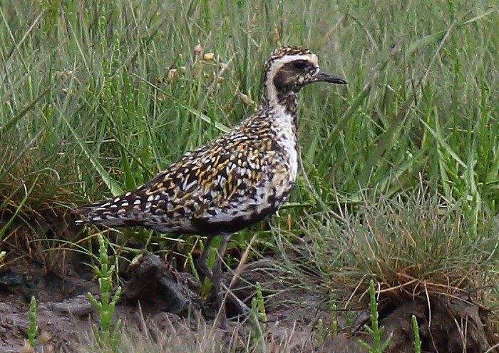 Pacific Golden Plover