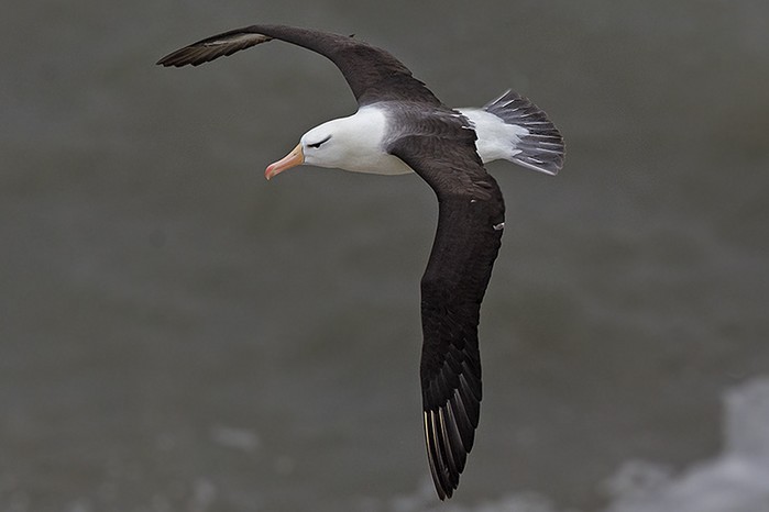 Black-browed Albatross