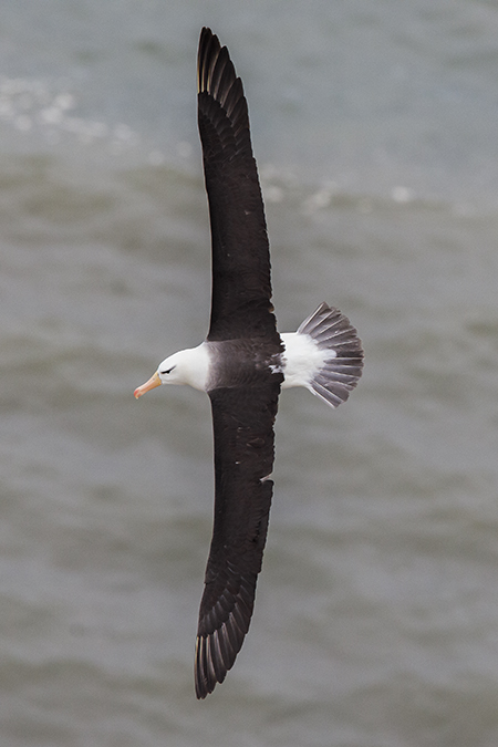 Black-browed Albatross
