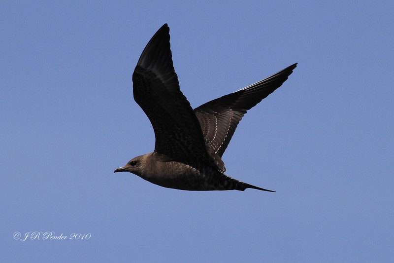 Long-tailed Skua