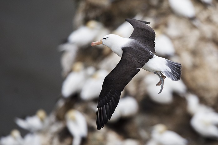Black-browed Albatross