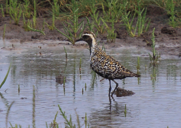Pacific Golden Plover