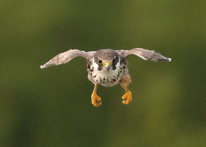 Hobby