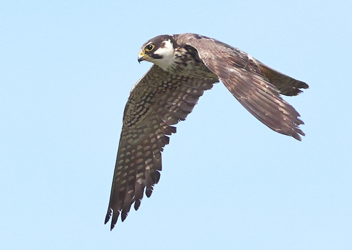 Hobby