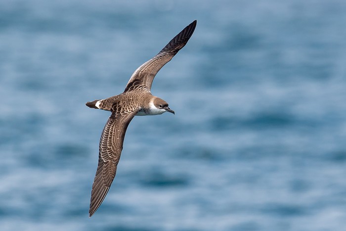 Great Shearwater