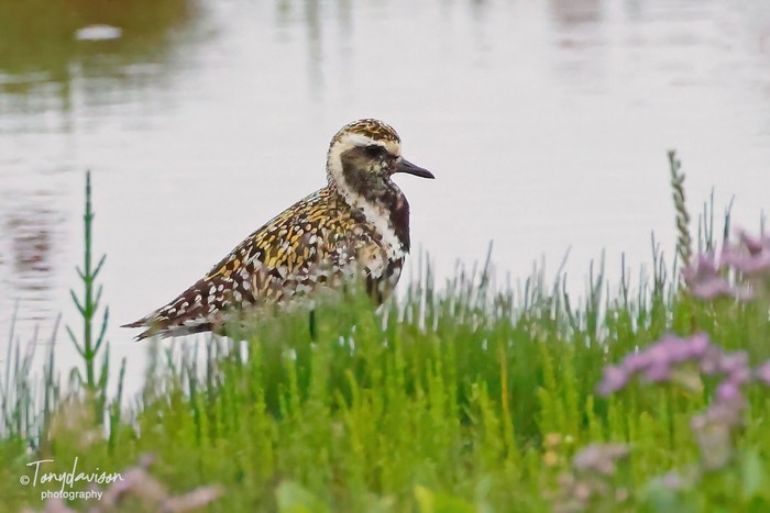 Pacific Golden Plover