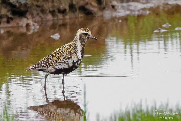 Pacific Golden Plover