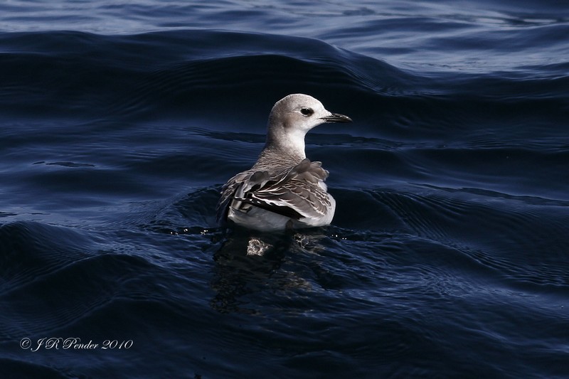 Sabine's Gull