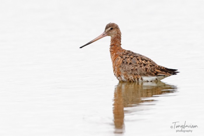Black-tailed Godwit