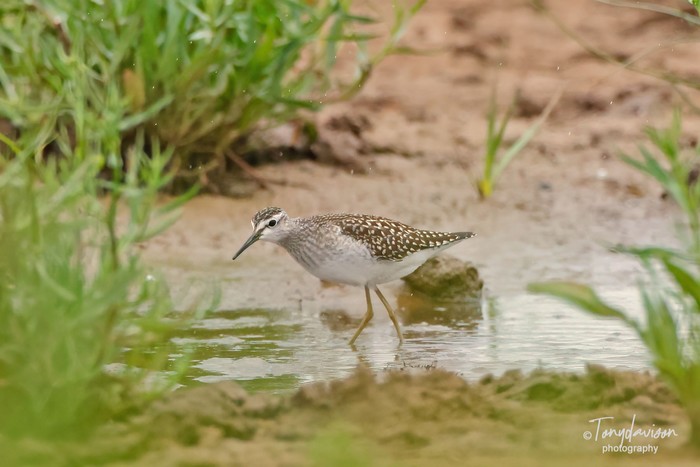 Wood Sandpiper