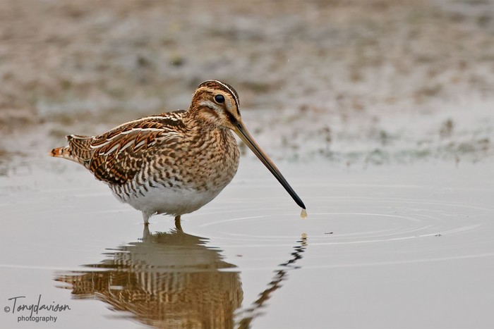 Snipe