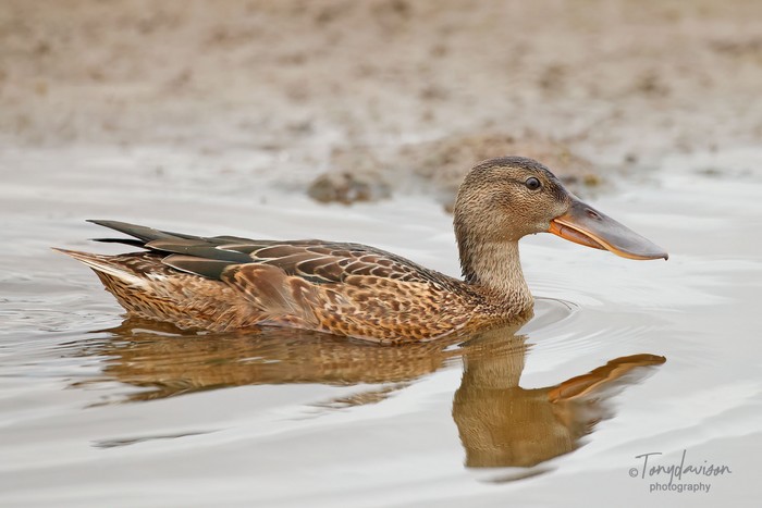 Shoveler