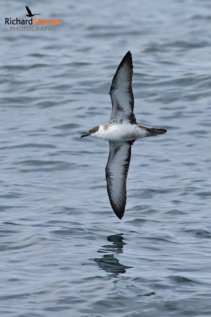 Great Shearwater