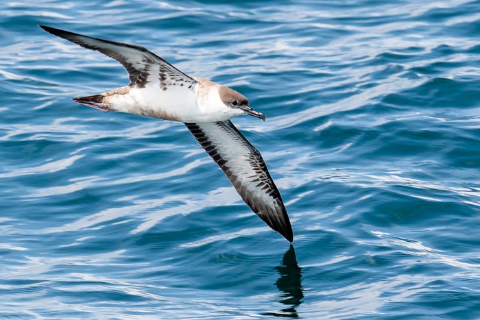Great Shearwater