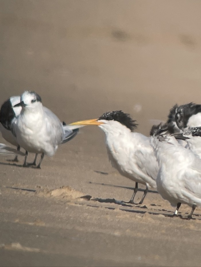 Elegant Tern