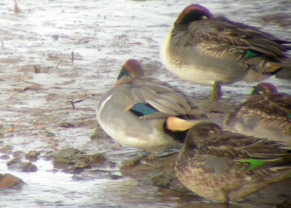 Green-winged Teal