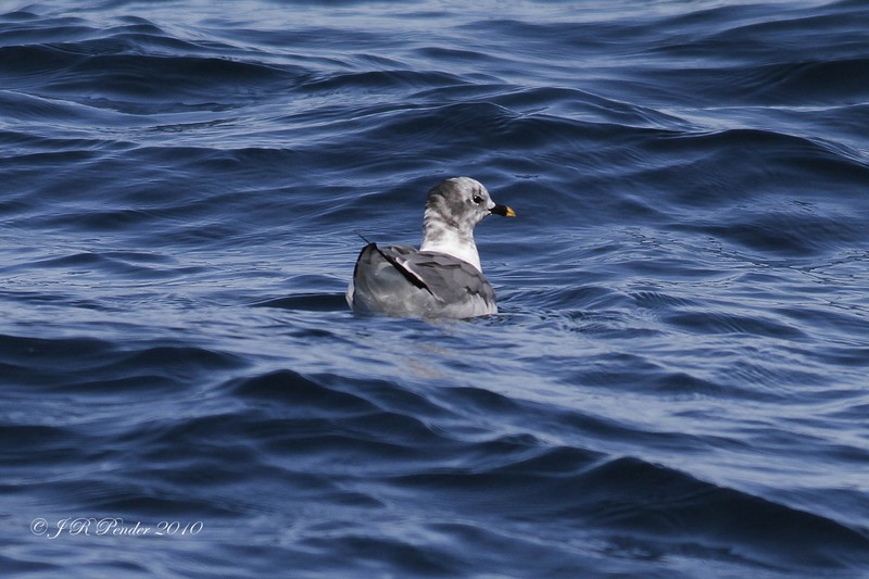 Sabine's Gull