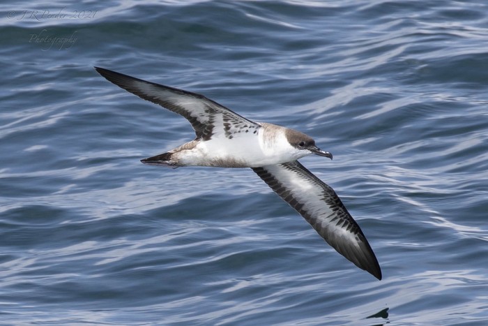 Great Shearwater