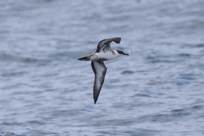 Great Shearwater