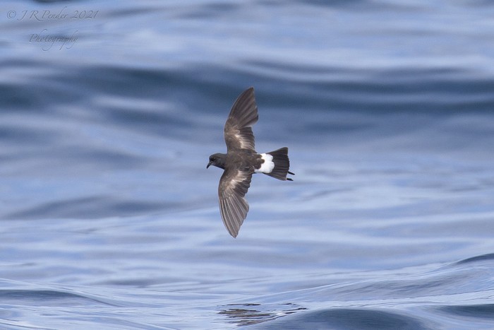 Wilson's Petrel
