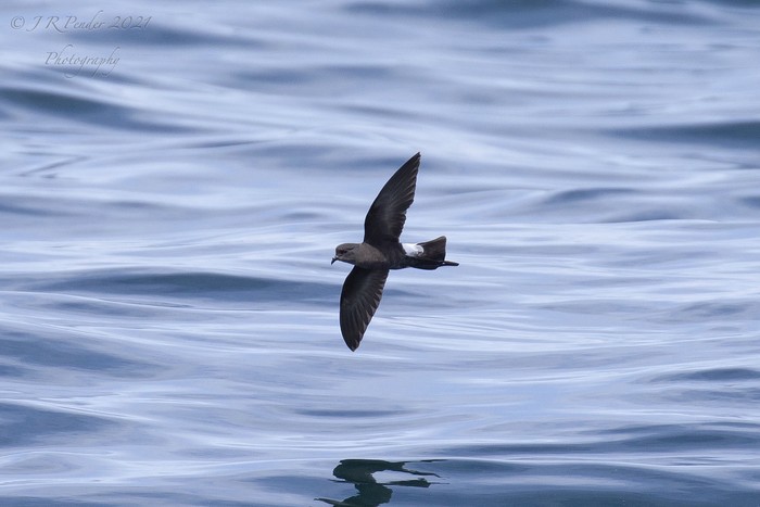 Wilson's Petrel