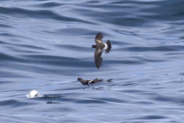 Wilson's Petrel