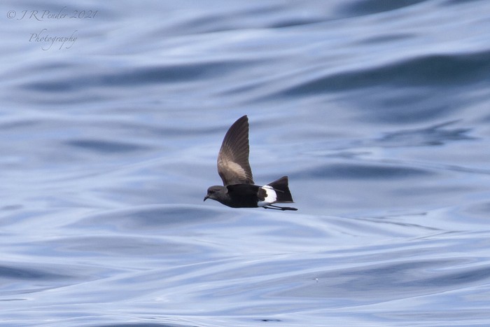 Wilson's Petrel