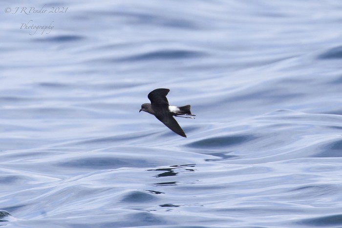 Wilson's Petrel