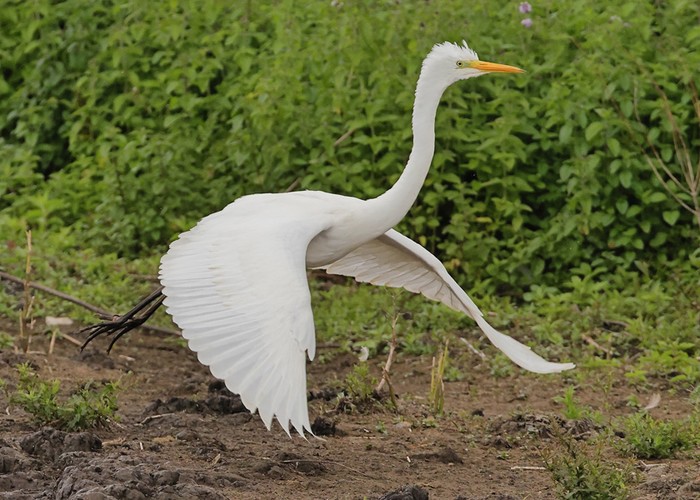 Great White Egret