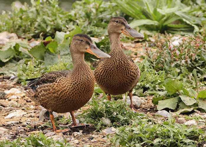 Shoveler