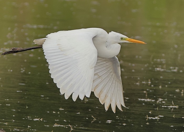 Great White Egret