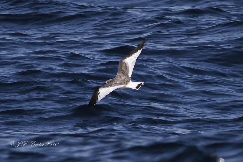 Sabine's Gull