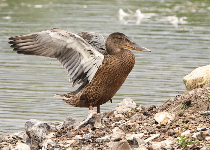 Shoveler