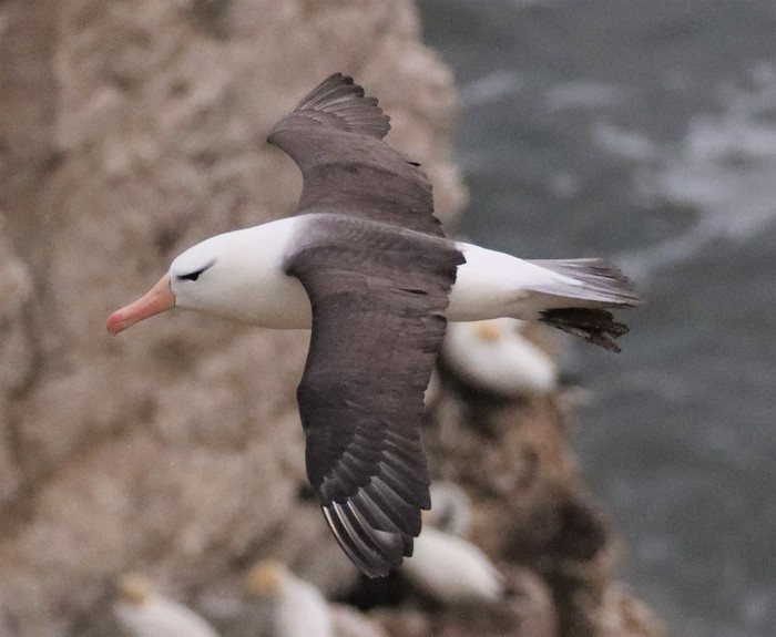 Black-browed Albatross