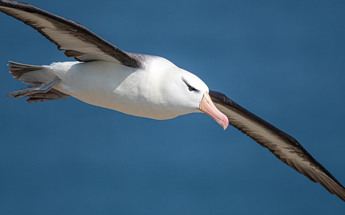 Black-browed Albatross