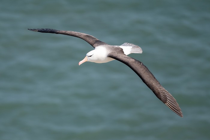 Black-browed Albatross