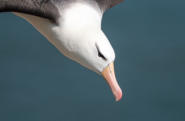 Black-browed Albatross