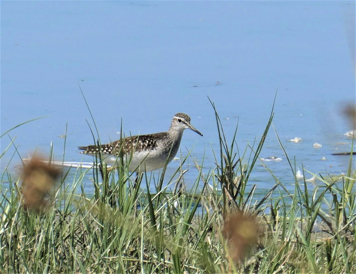 Wood Sandpiper