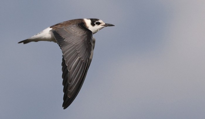 Black Tern